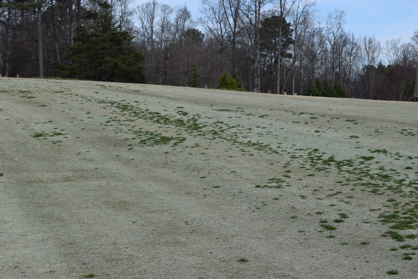 surviving annual bluegrass_turf management basics.jpg